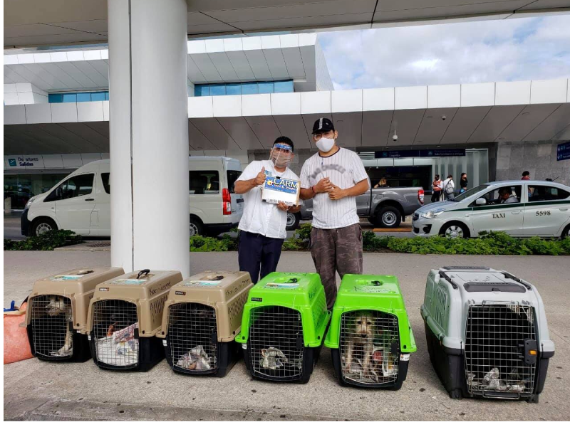 CARM Transfers helping Isla Animals Rescue